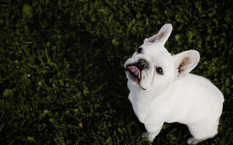 white french bulldog on grass