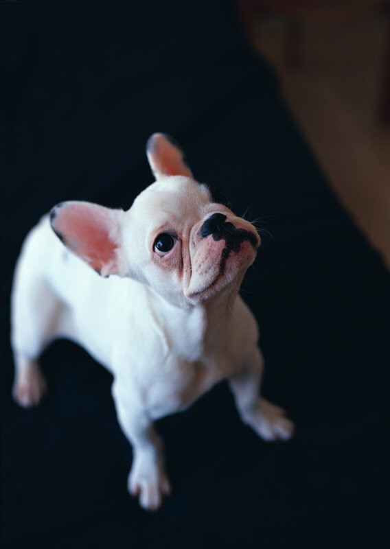 White French Bulldog Puppy
