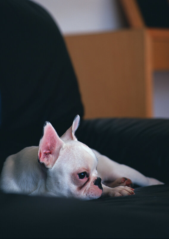 white french bulldog resting