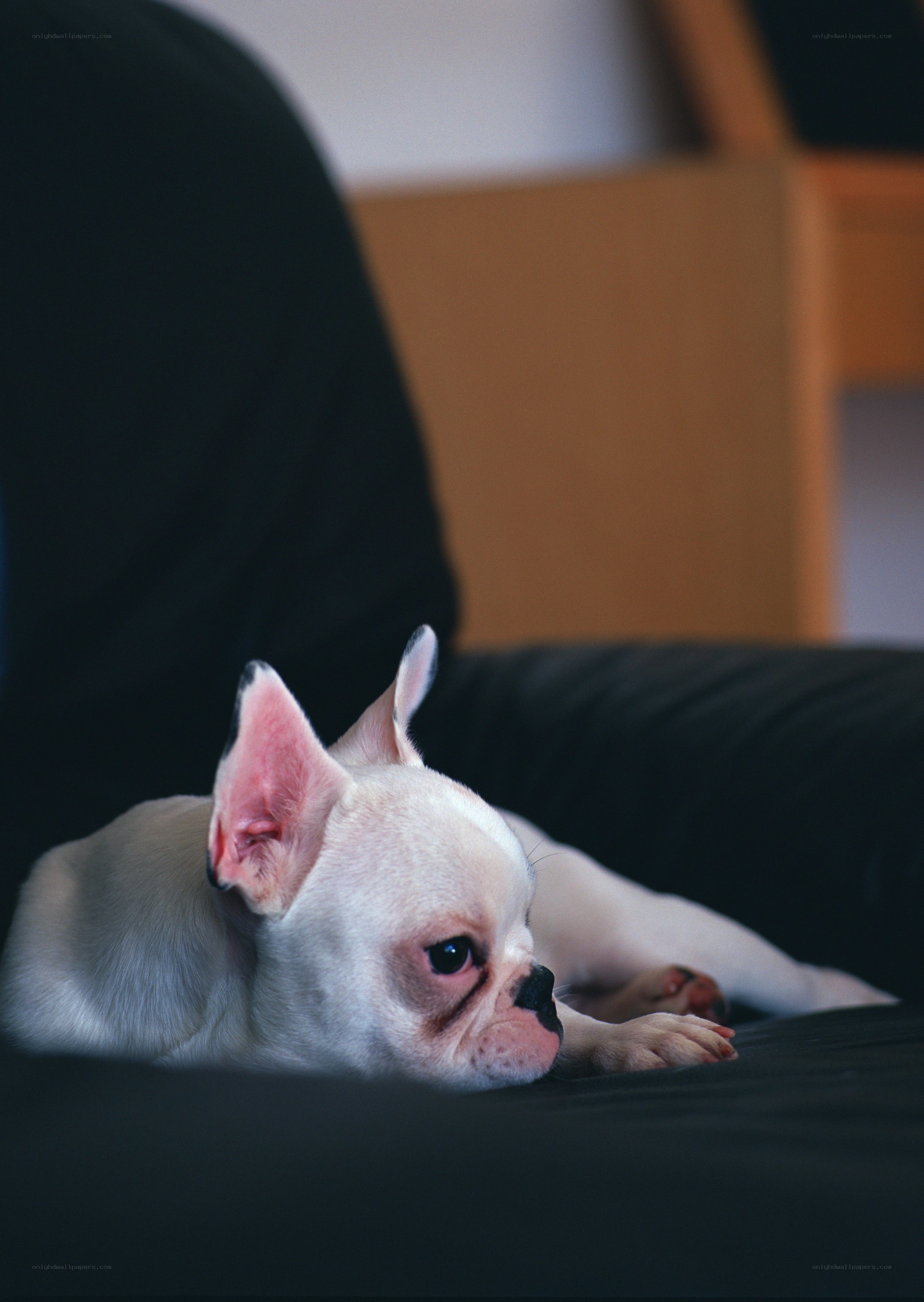 white french bulldog resting