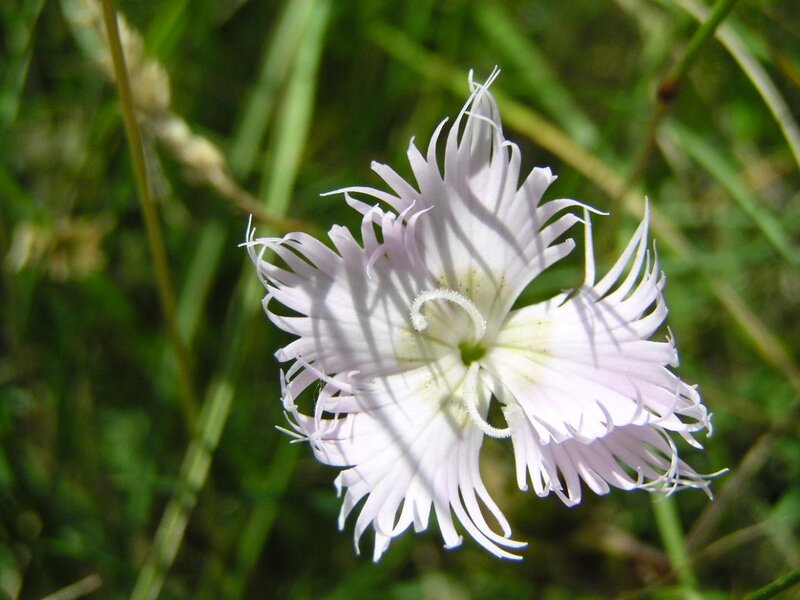 White Fringed Flower — Serene