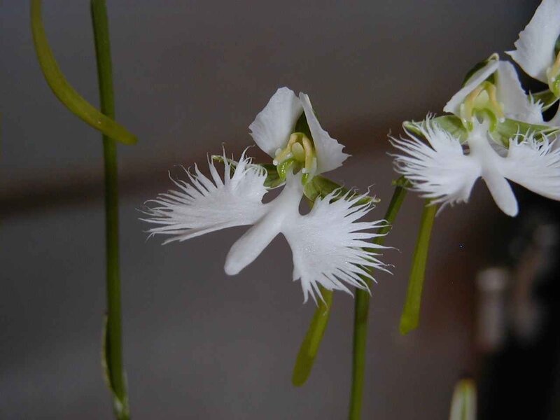 White fringed orchid flowers