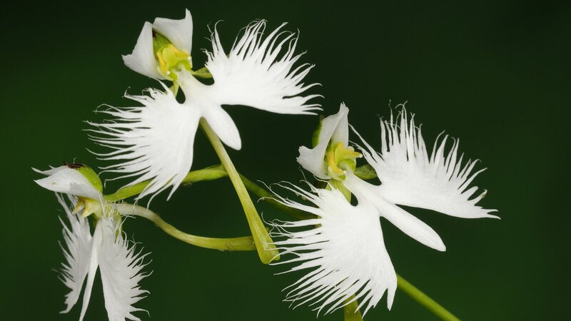 White fringed orchid flowers