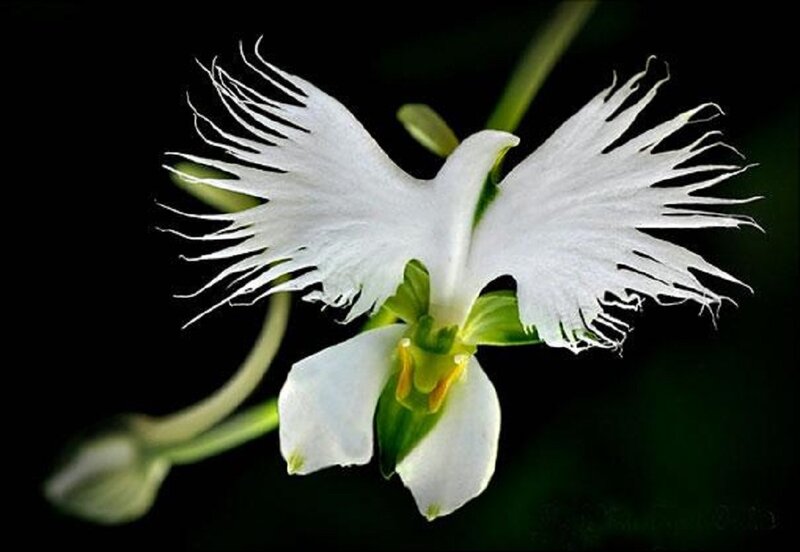 White Fringed Orchid