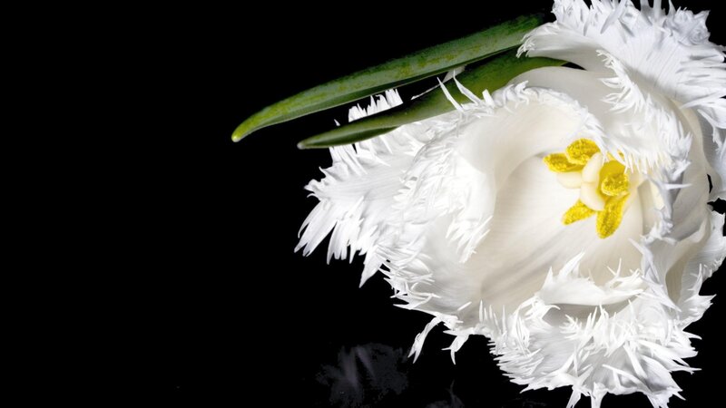 White Fringed Tulip — Dramatic, Photograph