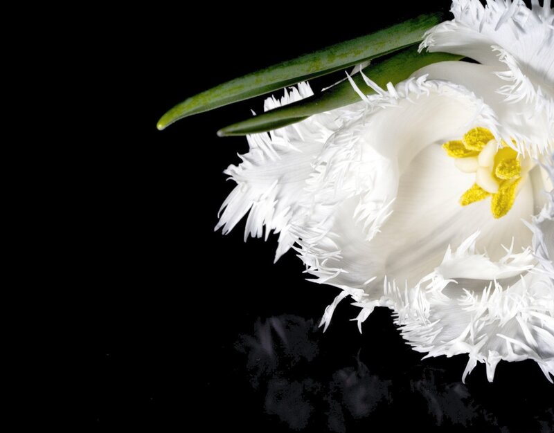 White Fringed Tulip — Dramatic
