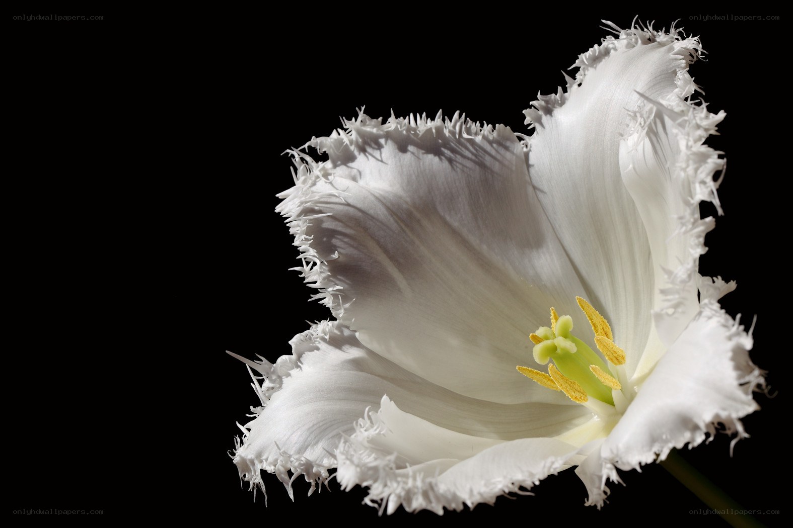 White fringed tulip flower
