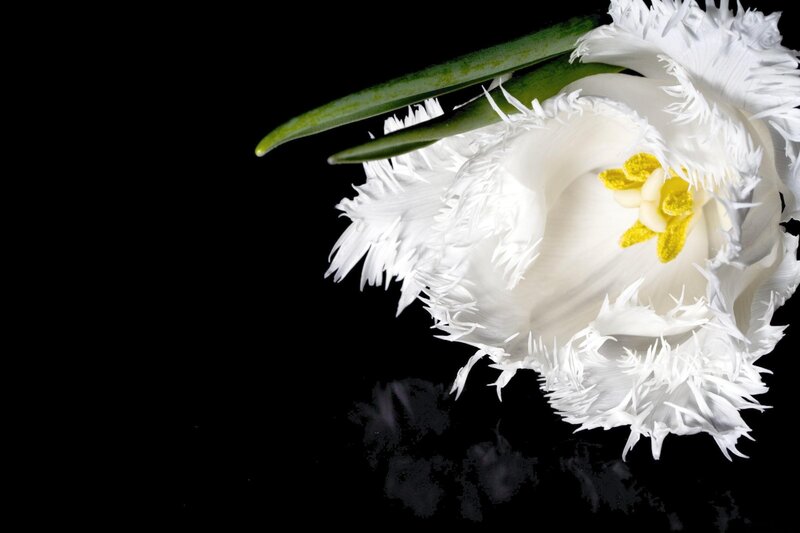 White fringed tulip flower