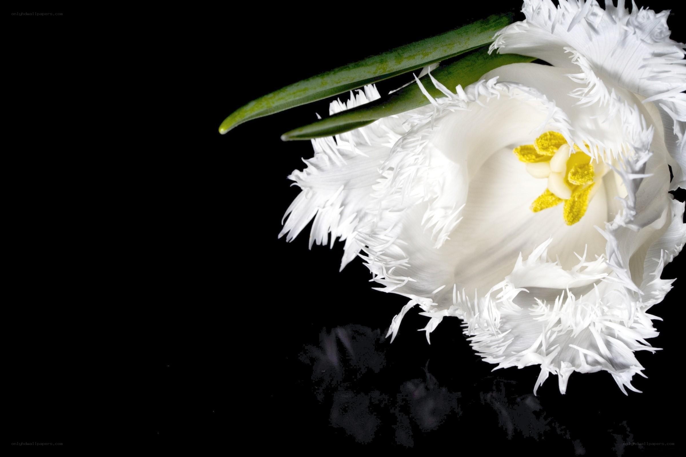 White fringed tulip flower