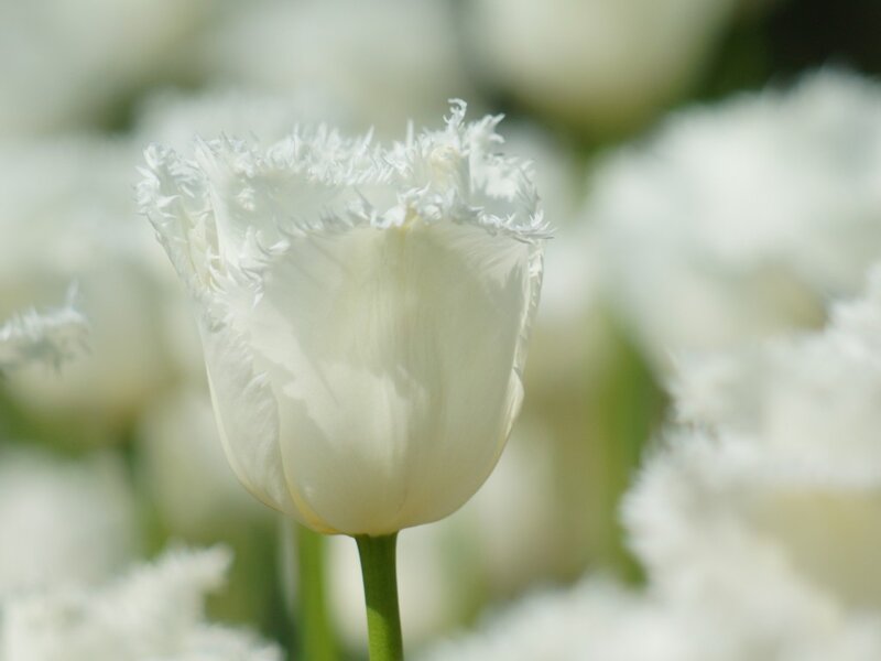 White Fringed Tulip — Serene, Spring