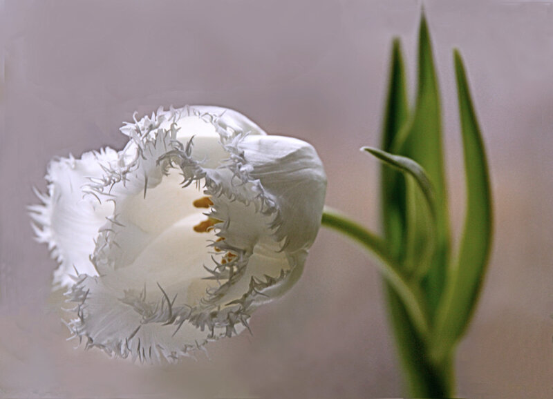 White Fringed Tulip — Serene