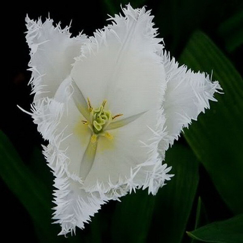 White Fringed Tulip