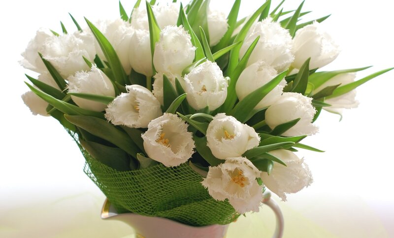 White Fringed Tulips — Calm
