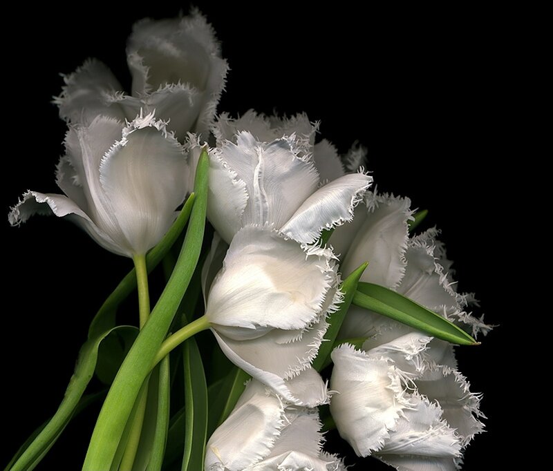 White Fringed Tulips — Dramatic, Photograph