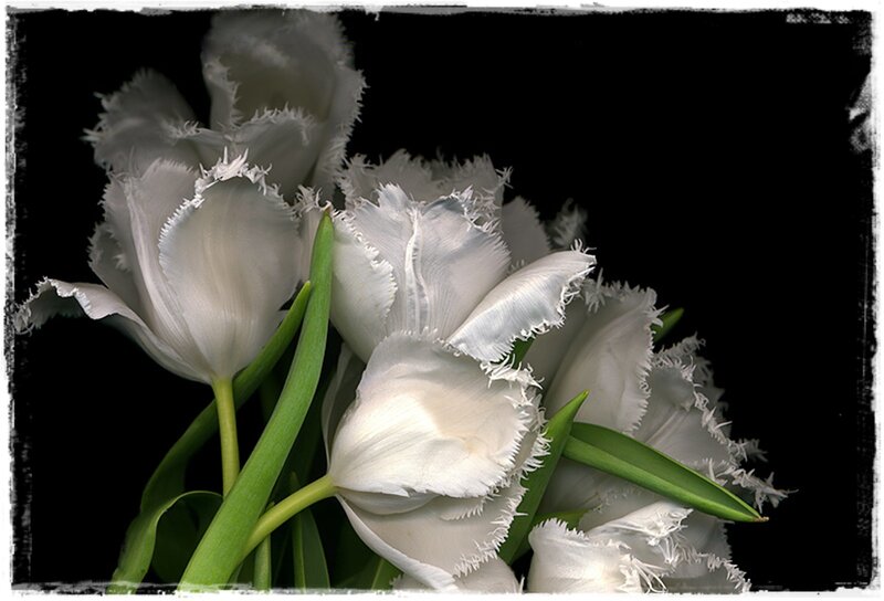 White Fringed Tulips — Dramatic