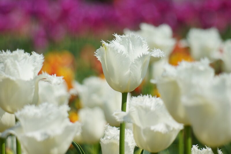 White Fringed Tulips — Serene, Spring