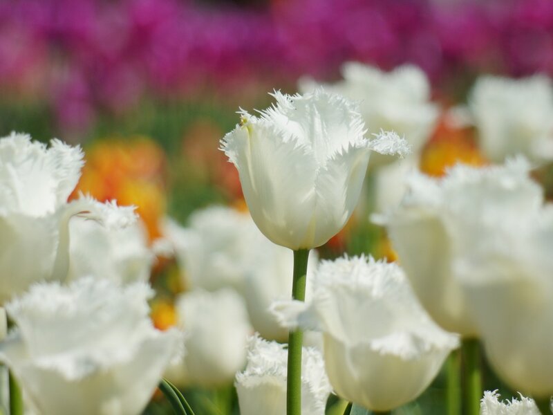White Fringed Tulips — Serene