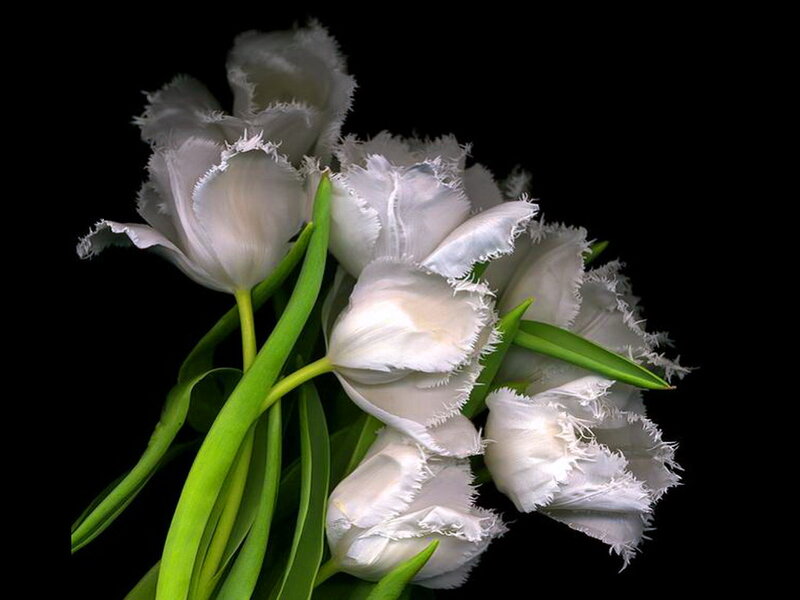 White Fringed Tulips