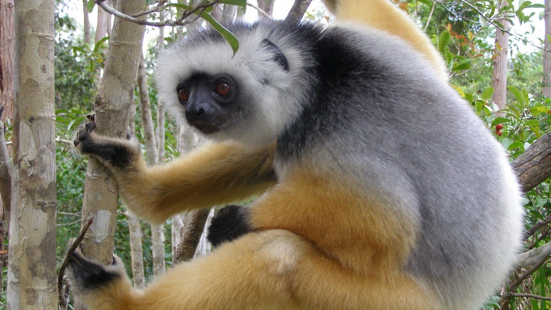 White-fronted lemur in forest