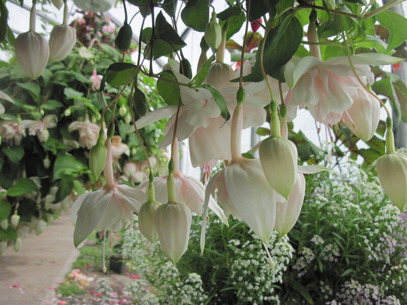 White Fuchsia Flowers