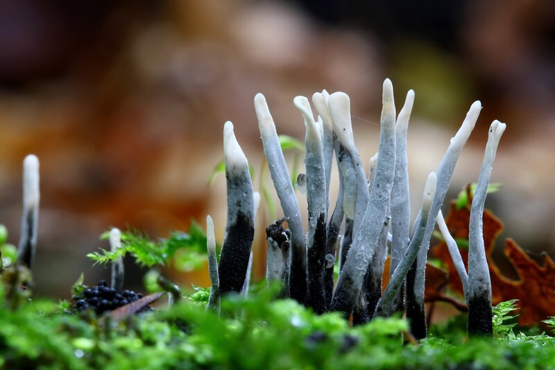 White fungi in moss