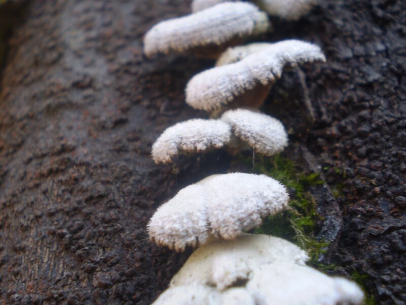 White fungi on tree bark