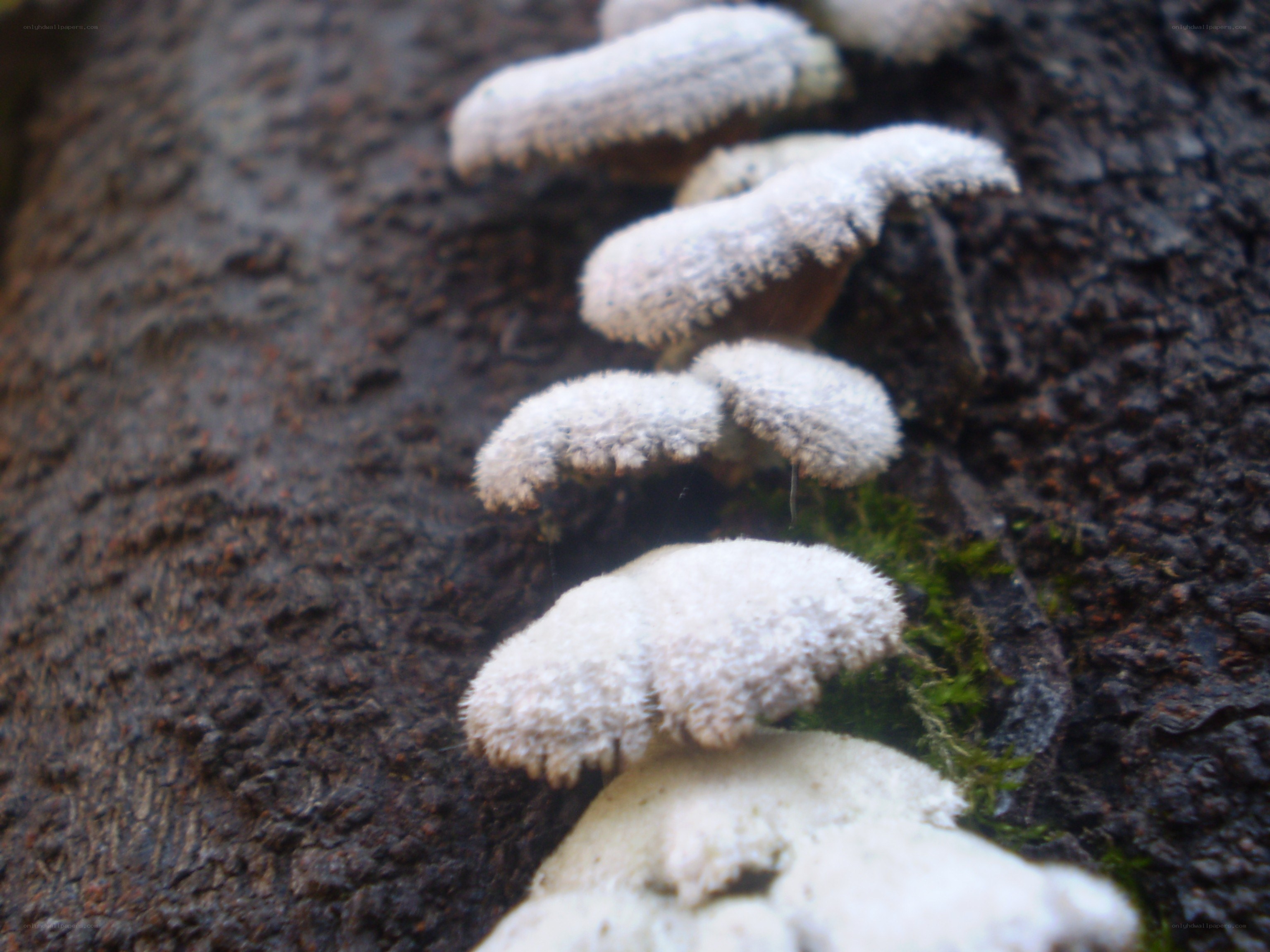 White fungi on tree bark