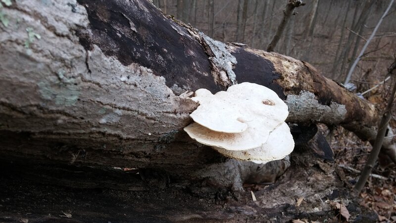 White Fungus on Log — Brown