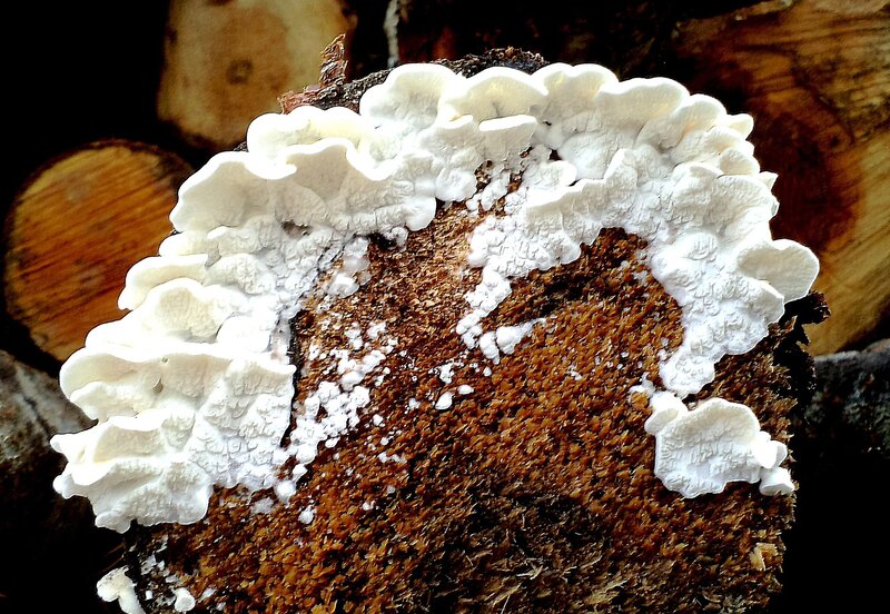White Fungus on Log