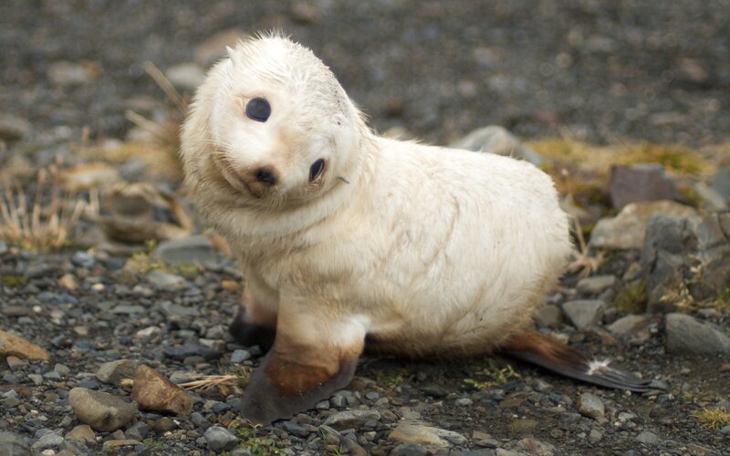 White Fur Seal Pup