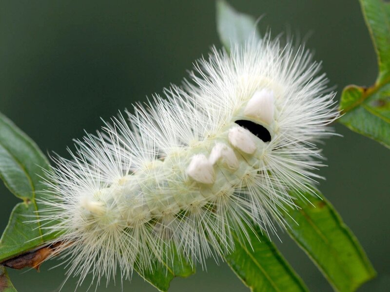 white furry caterpillar on leaf
