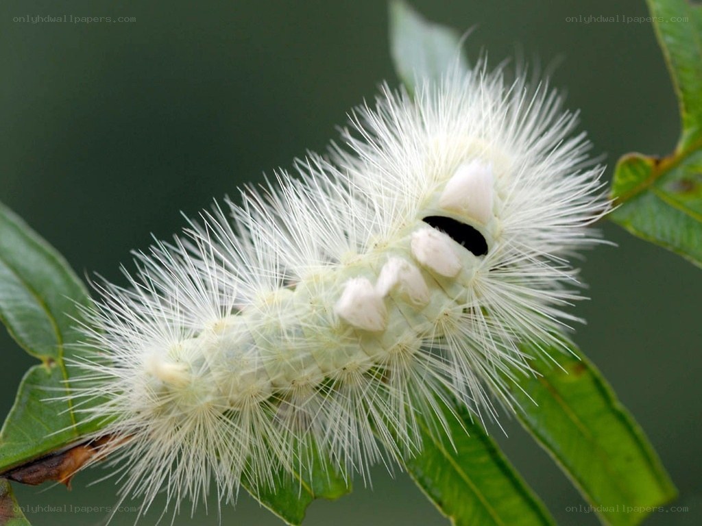 white furry caterpillar on leaf