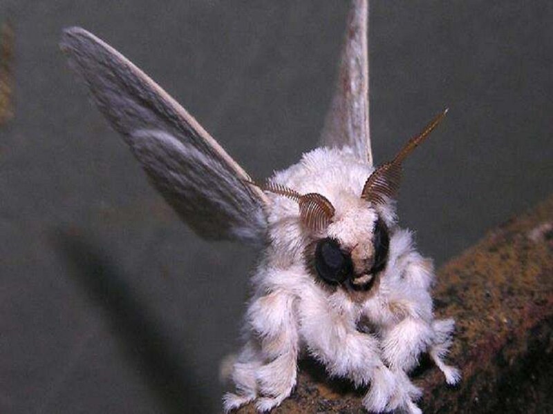 White Furry Moth