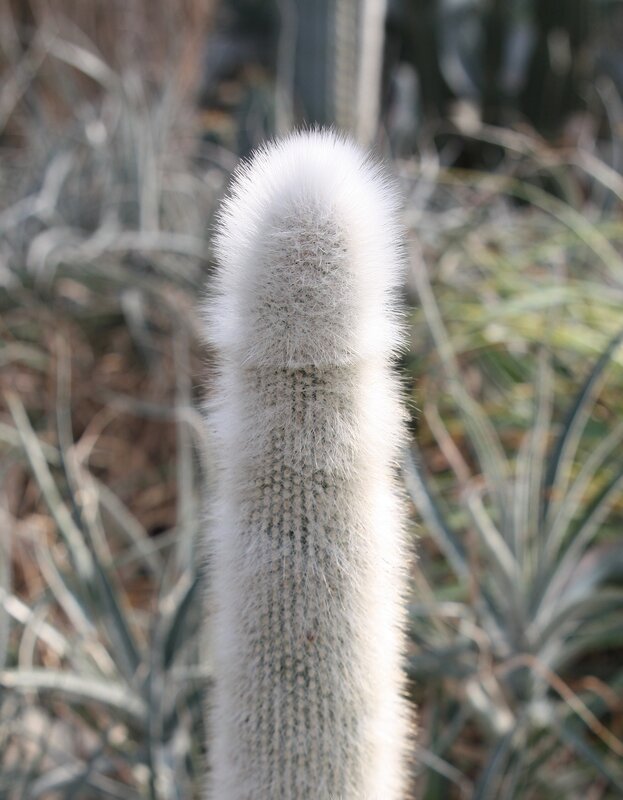white fuzzy cactus