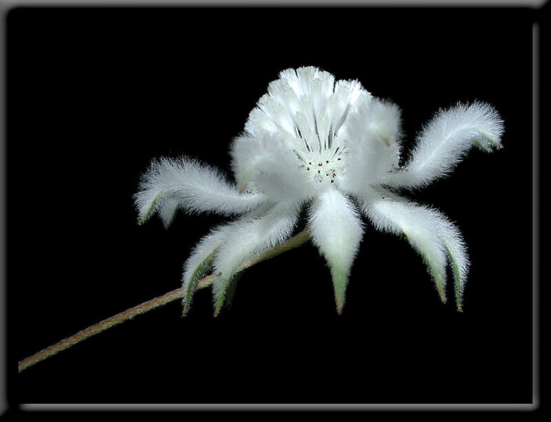 white fuzzy flower