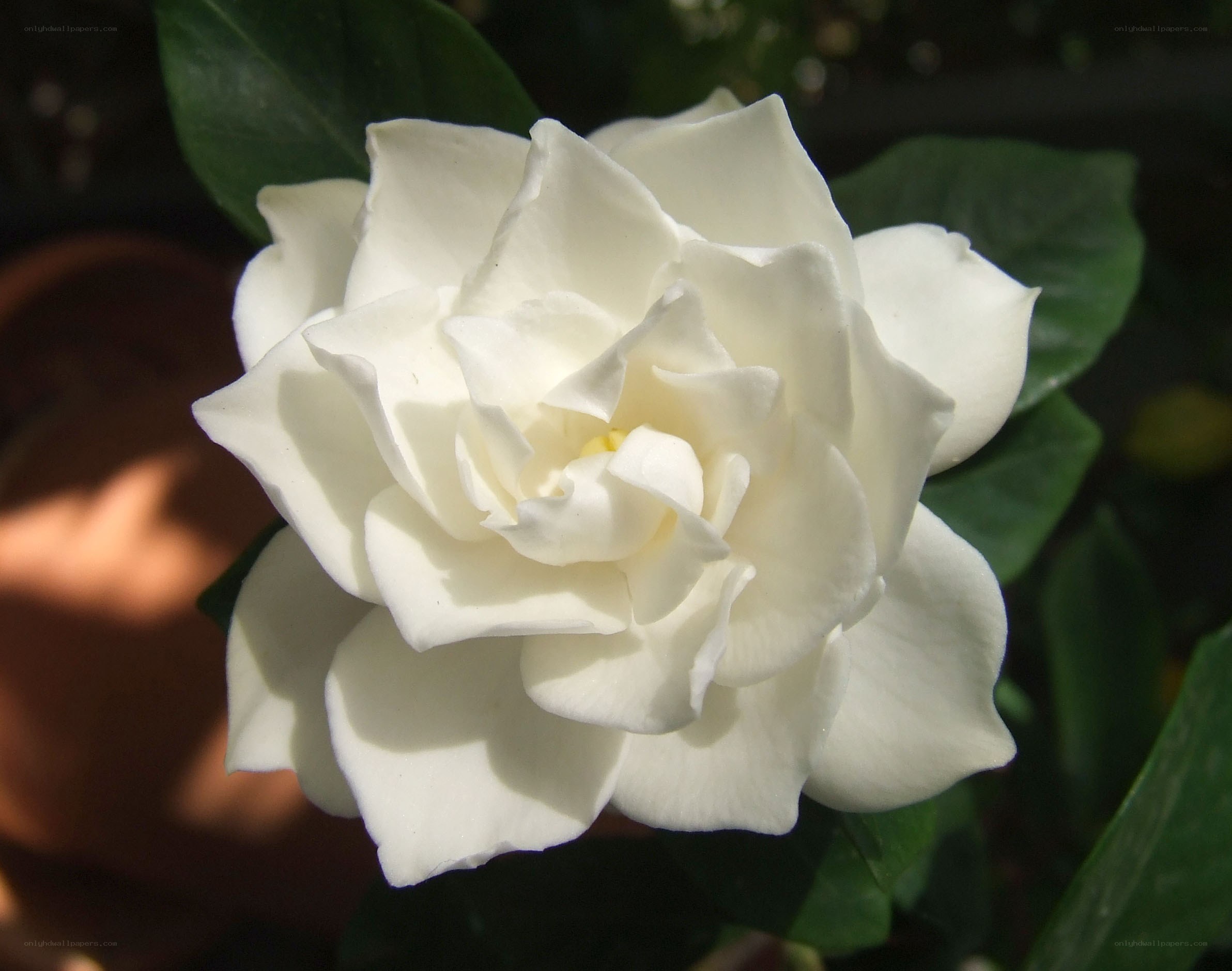 white gardenia flower