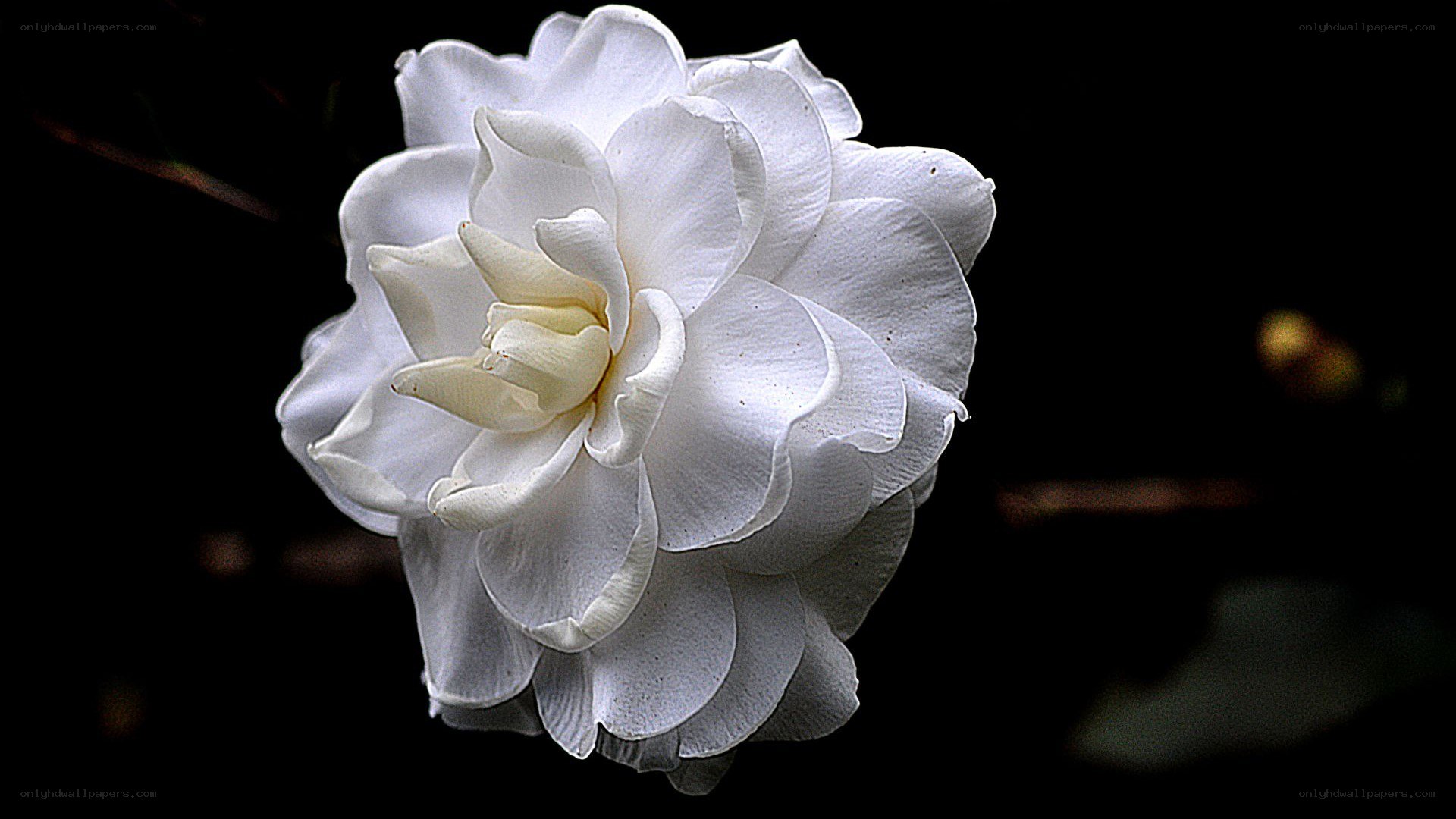 White gardenia flower