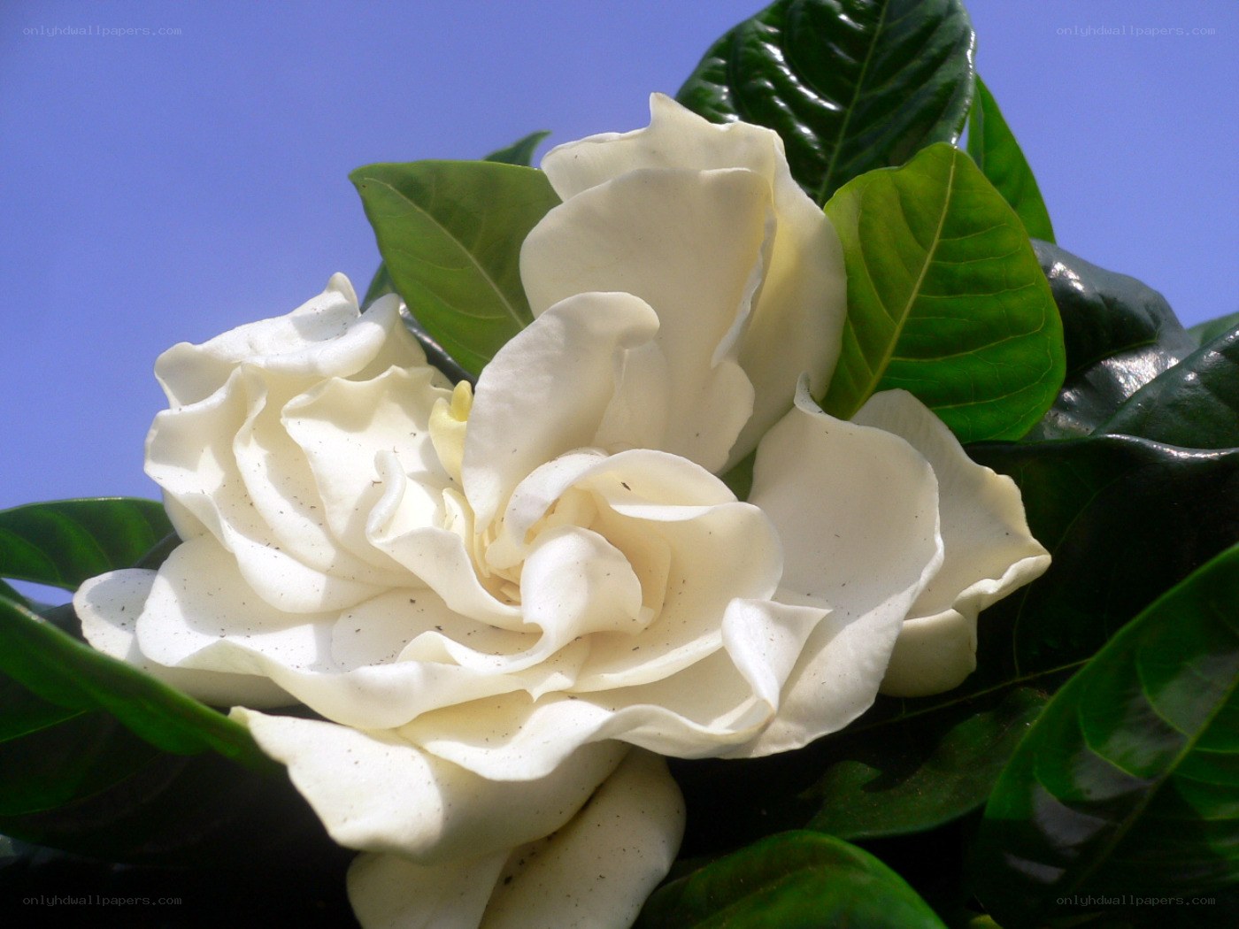 white gardenia flower