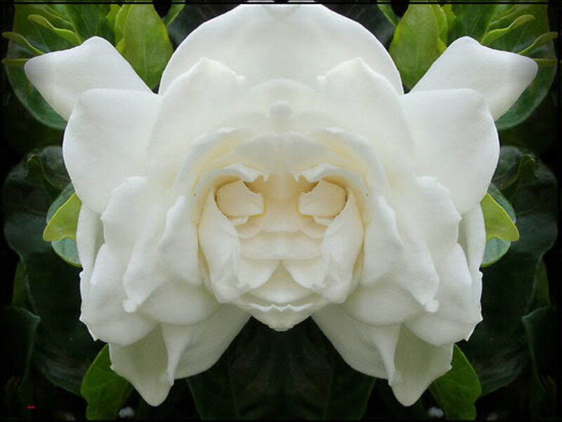 white gardenia flower