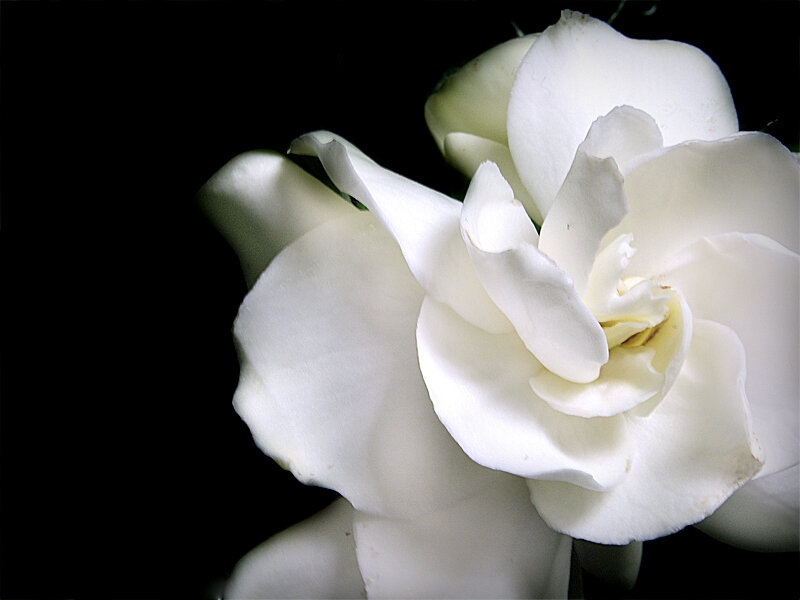 white gardenia flower