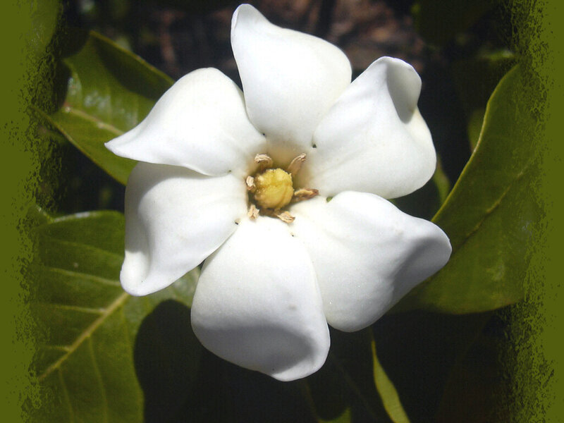 White Gardenia Flower — Calm, Afternoon
