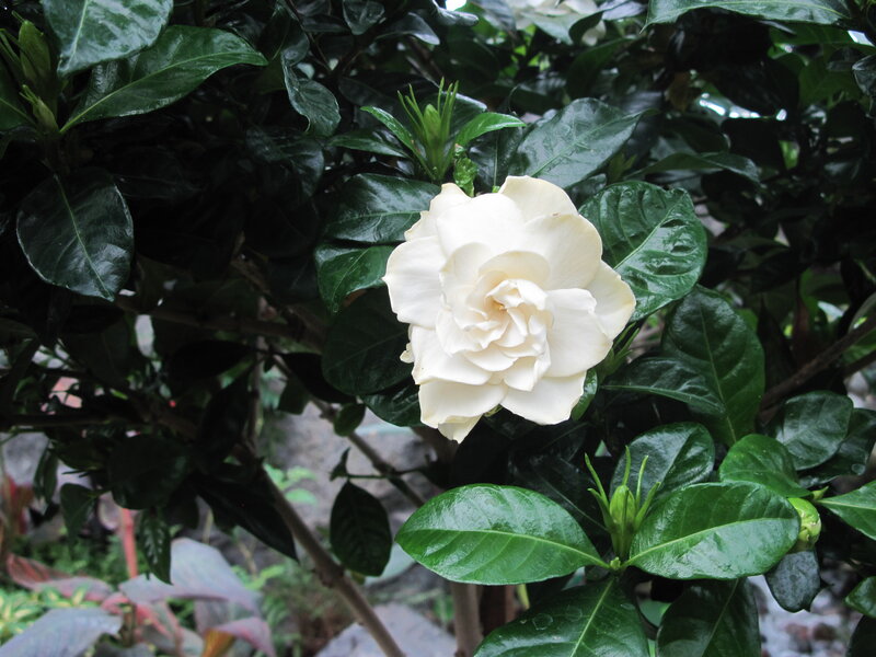 White Gardenia Flower — Calm, Photograph, Green Leaves, Flower Bud, Plant