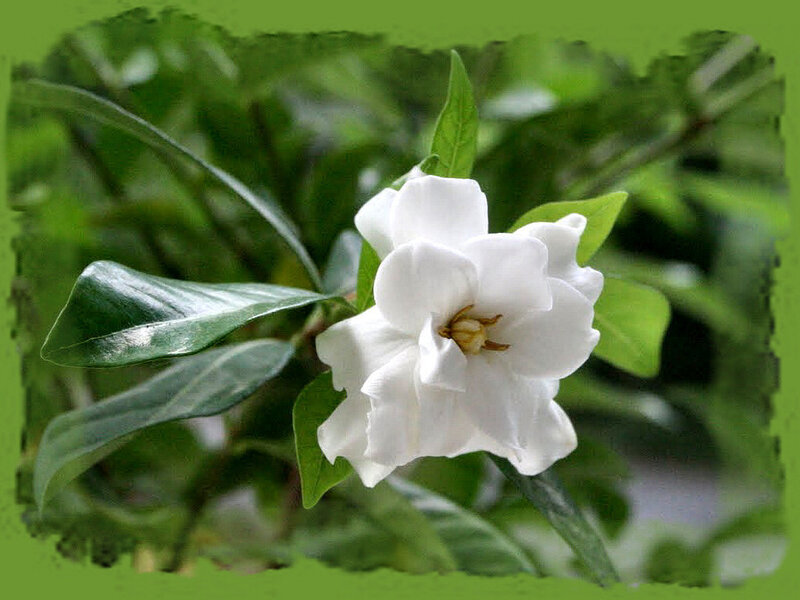 White Gardenia Flower — Calm, Photograph, Green Leaves, Flower Center