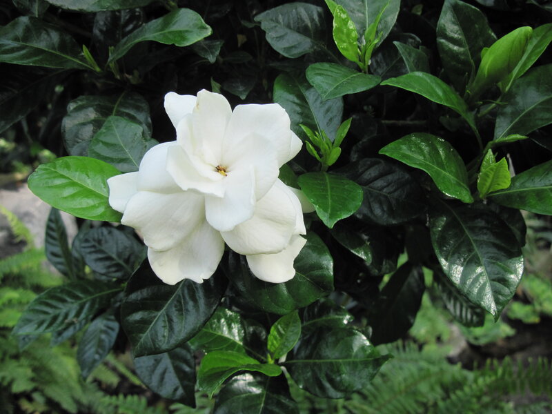 White Gardenia Flower — Calm, Photograph, Green Leaves, Plant
