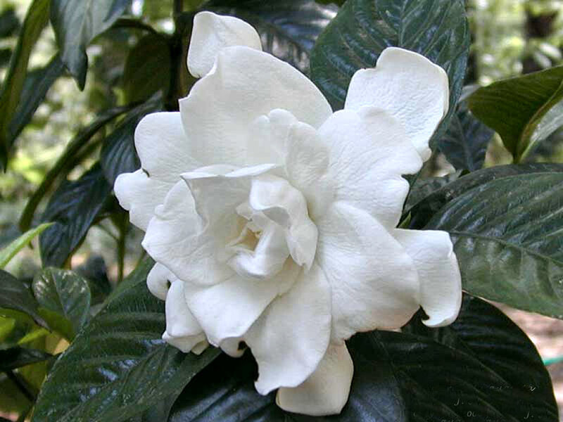 White Gardenia Flower — Calm, Photograph, Green Leaves