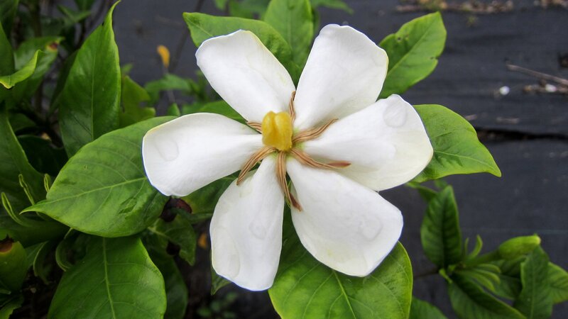 White Gardenia Flower — Calm, Photograph, Green Leaves, Yellow Center