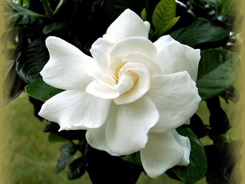 White Gardenia Flower — Calm, Photograph