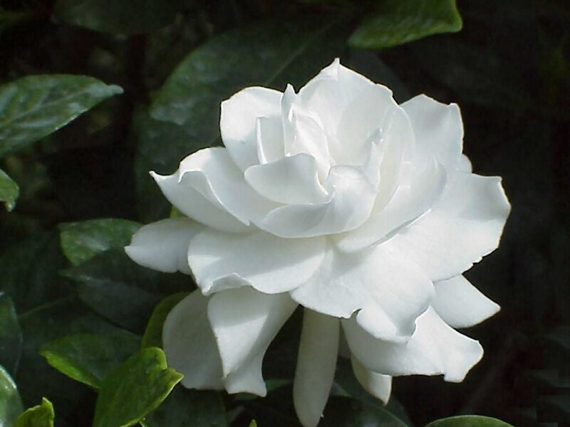 White Gardenia Flower — Calm