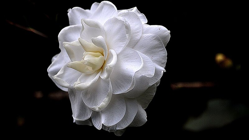 White Gardenia Flower — Dramatic, Photograph
