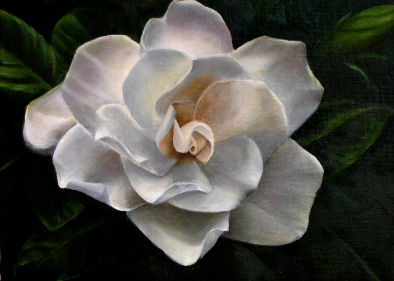 White Gardenia Flower — Dramatic